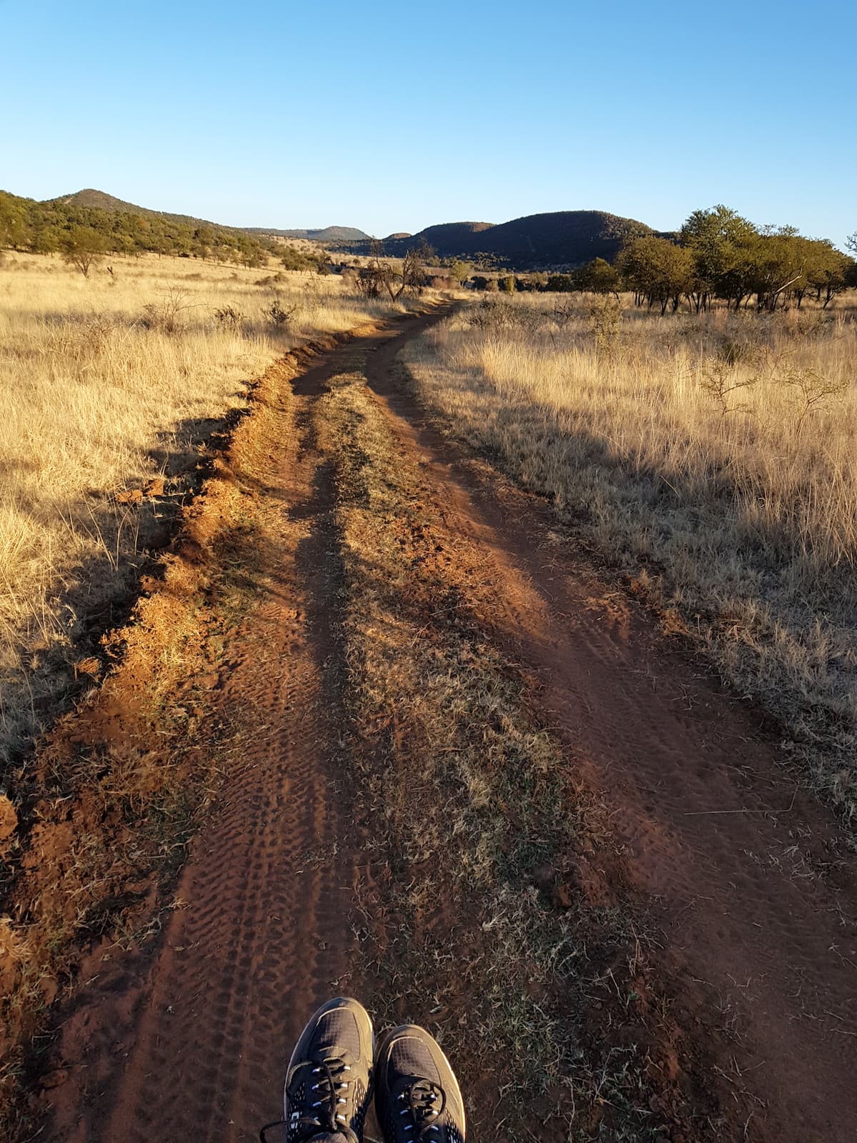 Safari in Südafrika, ChaZen privates Wildreservat: Blick von der Motorhaube. Foto: Lena Ziehres