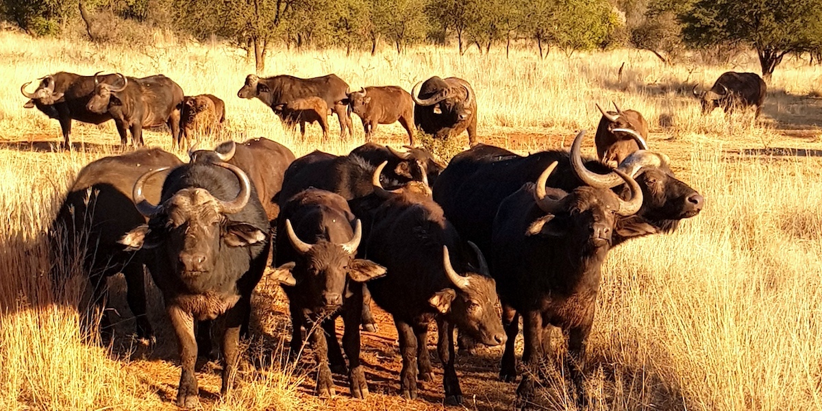 Safari in Südafrika, ChaZen privates Wildreservat: Büffelherde. Foto: Lena Ziehres