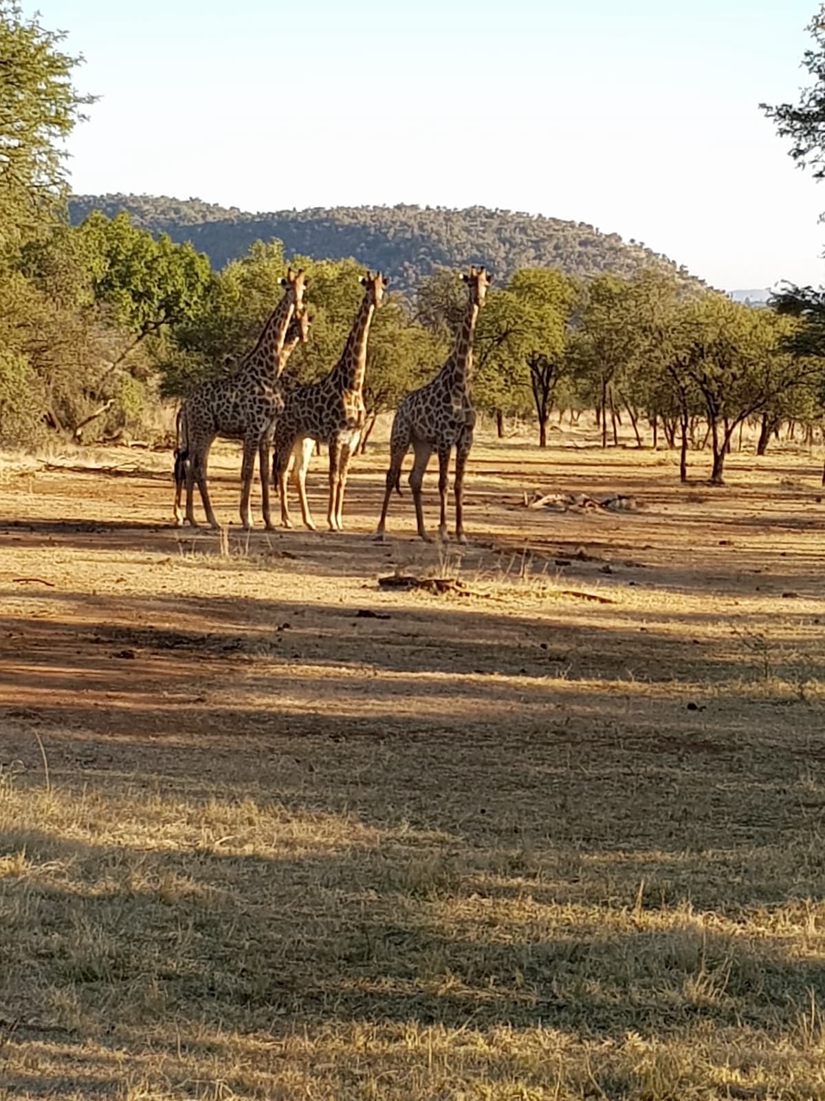 Safari in Südafrika, ChaZen privates Wildreservat: Giraffen. Foto: Lena Ziehres