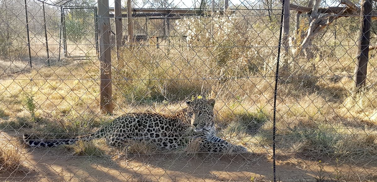 Safari in Südafrika, ChaZen privates Wildreservat: Leopard. Foto: Lena Ziehres