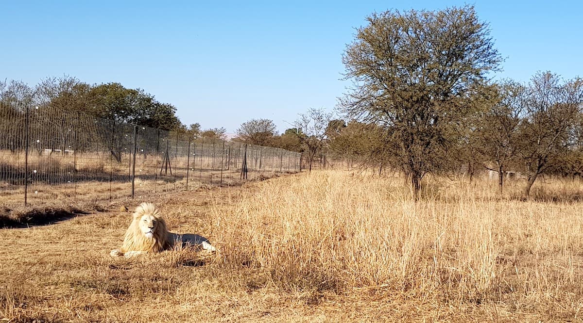 Safari in Südafrika, ChaZen privates Wildreservat: weißer Löwe. Foto: Lena Ziehres