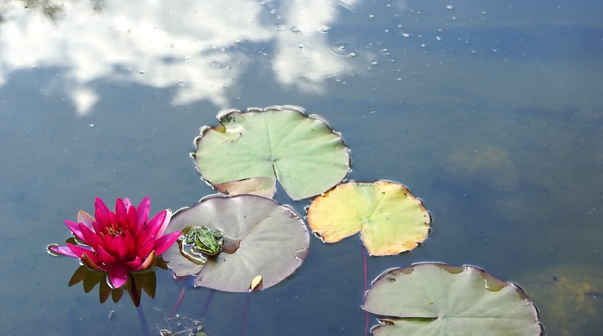 Tangerhütte, Cobbel. Frosch im Teich – Foto: Beate Ziehres