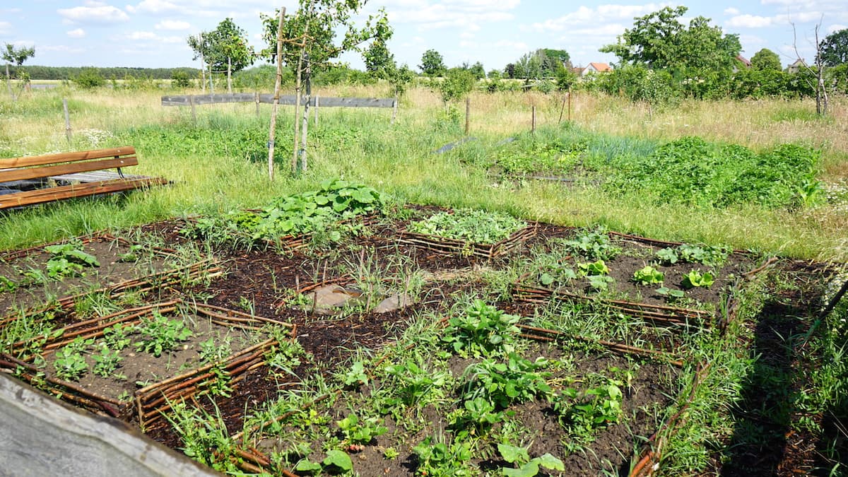 Tangerhütte, Cobbel: Gemüsegarten bei Warnkes. Foto: Beate Ziehres