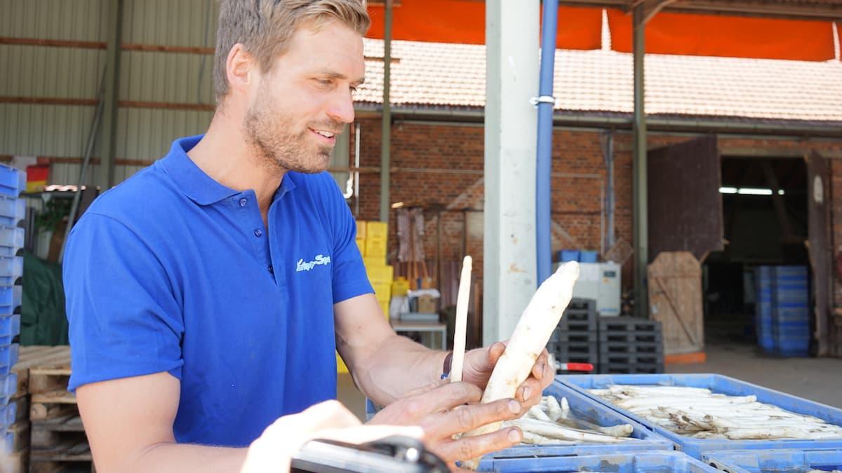 Tangerhütte, Schelldorf: Arne Garlipp zeigt lebendigen Spargel. Foto: Beate Ziehres