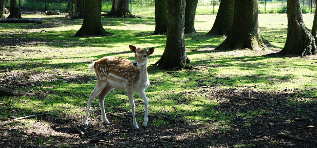 Tangerhütte, Wildpark Weißewarte, Reh. Foto: Beate Ziehres