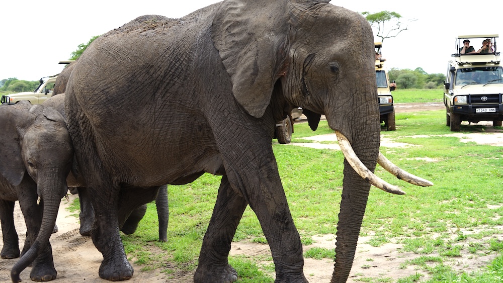 Tarangire Nationalpark Safari: Elefanten. Foto: Beate Ziehres, Reiselust-Mag.de