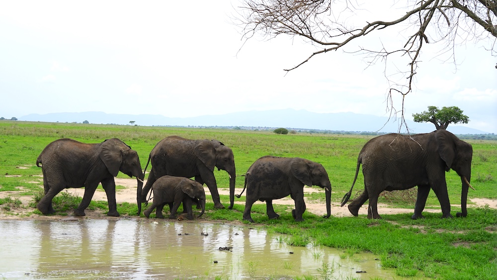 Tarangire Nationalpark Safari: Elefanten. Foto: Beate Ziehres, Reiselust-Mag.de