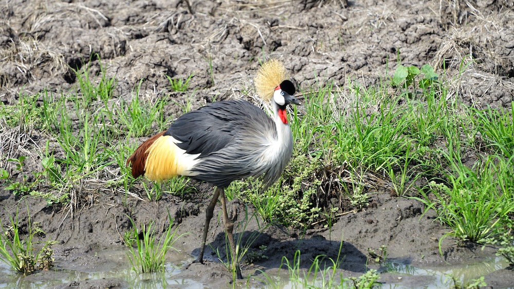 Tarangire Nationalpark Safari: Kronenkranich. Foto: Beate Ziehres, Reiselust-Mag.de