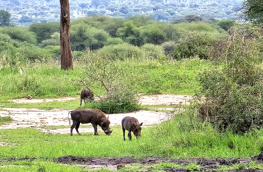 Tarangire Nationalpark Safari: Warzenschweine. Foto: Ruth Bauer, Reiselust-Mag