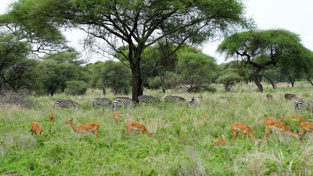 Tarangire Nationalpark Safari. Foto: Beate Ziehres, Reiselust-Mag.de