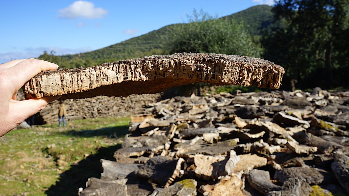 Rinde der Korkeiche in den Wäldern bei Tabarka, Nordtunesien. Foto: Beate Ziehres