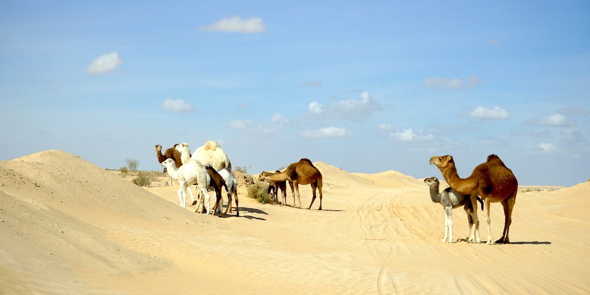 Tunesien Urlaub – Dromedare in der Wüste Sahara. Foto: Beate Ziehres