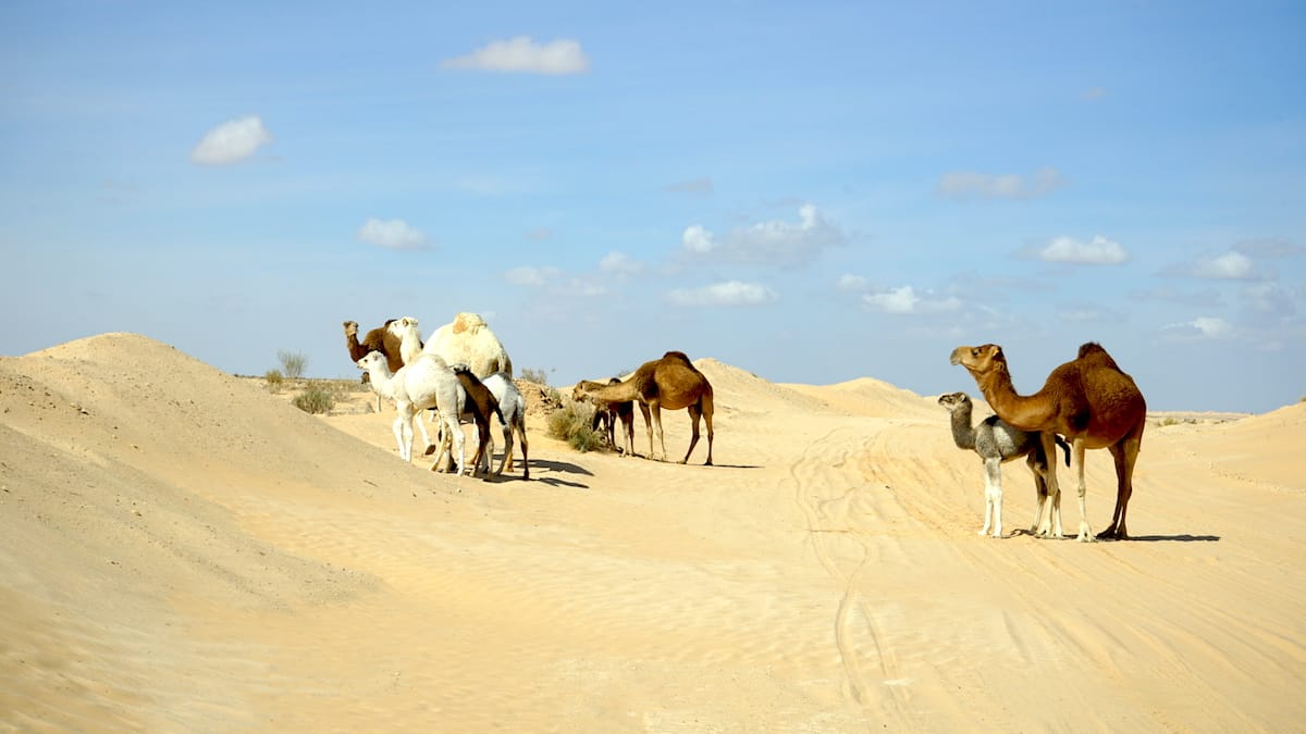 Tunesien Urlaub – Dromedare in der Wüste Sahara. Foto: Beate Ziehres