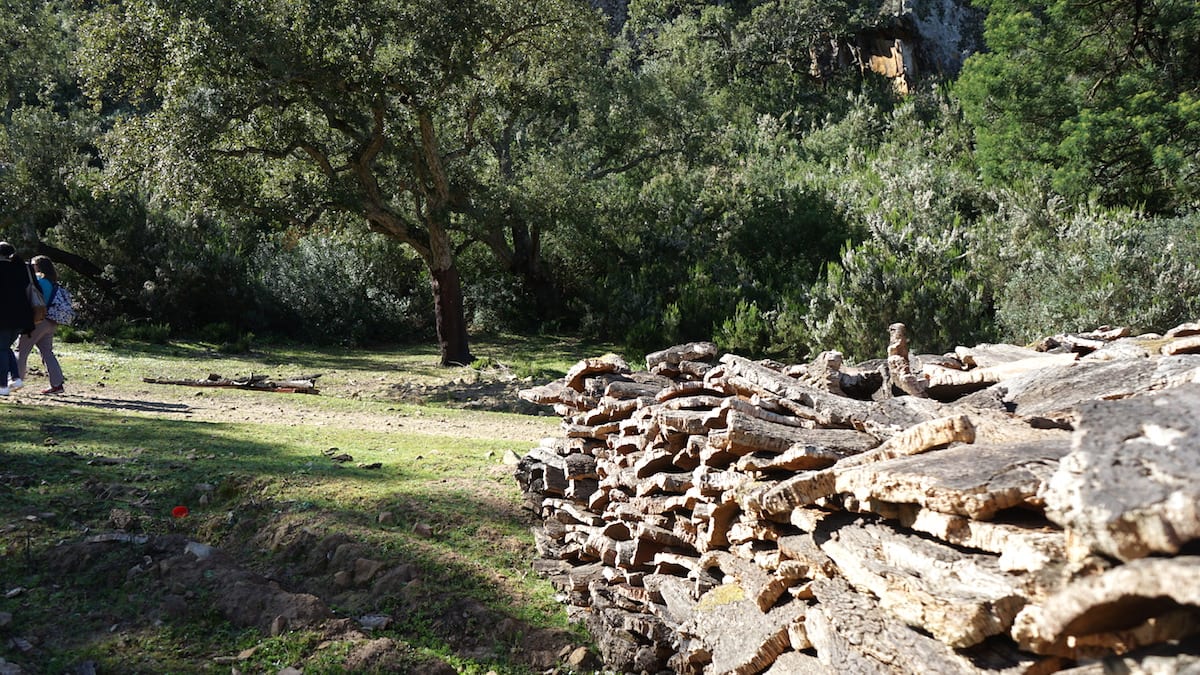 Korkeichenrinden bei Tabarka im Norden Tunesiens. Foto: Beate Ziehres