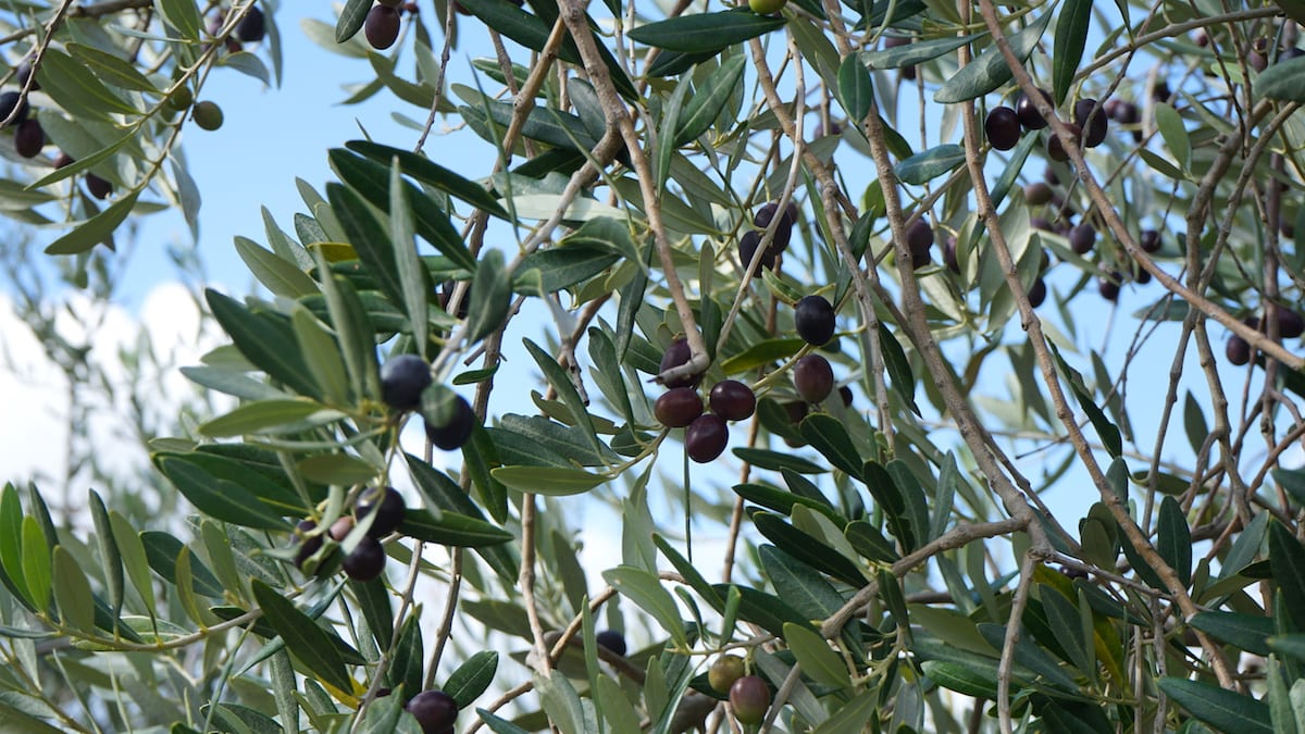 Oliven auf dem Baum. Foto: Beate Ziehres, Reiselust-Mag.