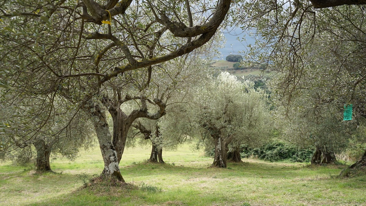 Olivenhain in Umbrien. Foto: Beate Ziehres, Reiselust-Mag