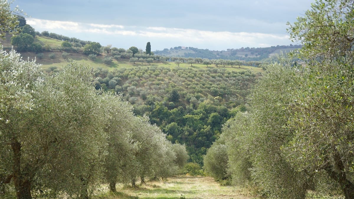 Olivenhain in Umbrien. Foto: Beate Ziehres, Reiselust-Mag