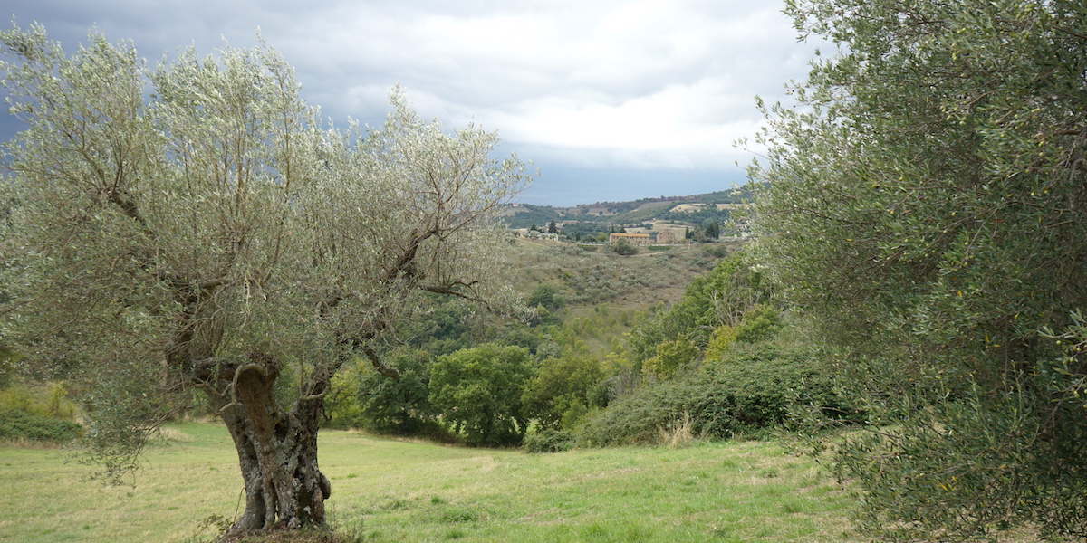 Umbrien Landschaft mit Olivenbäumen. Foto: Beate Ziehres, Reiselust-Mag