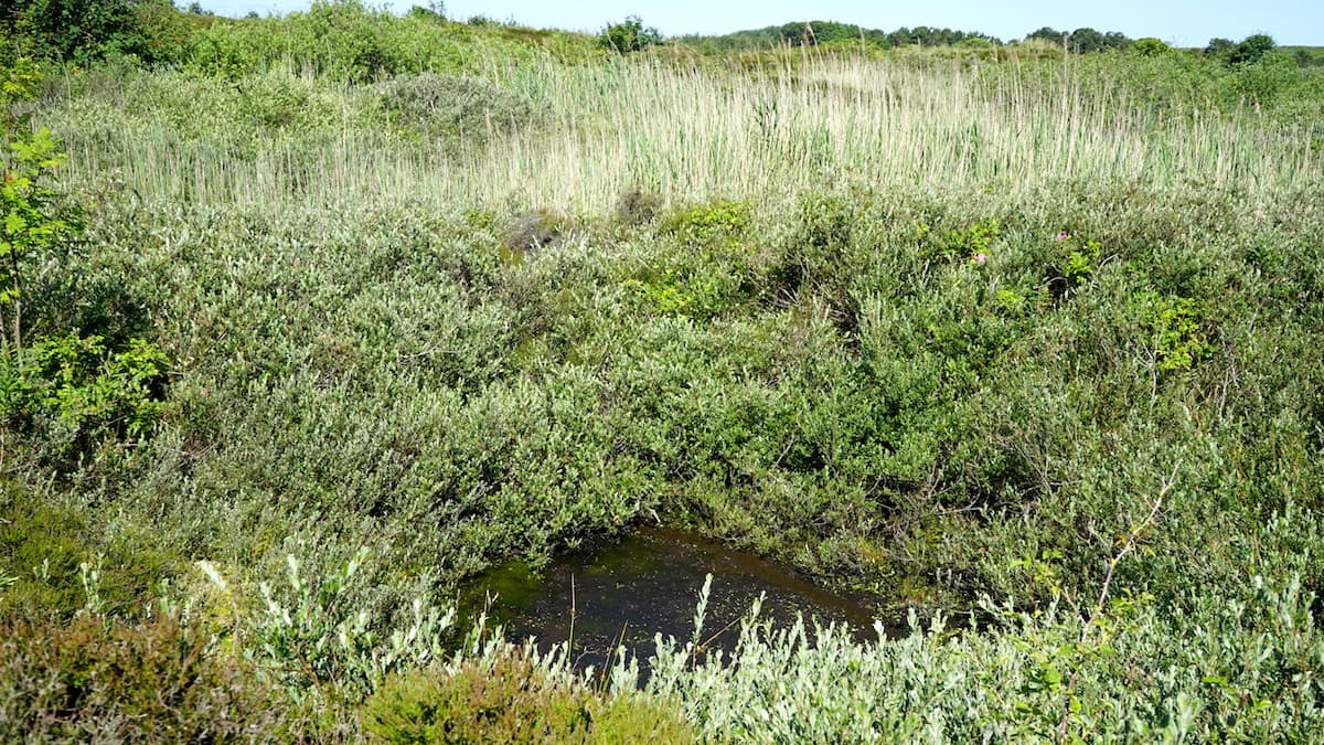 Wangerooge: Bombentrichter in der Heide – Foto: Beate Ziehres