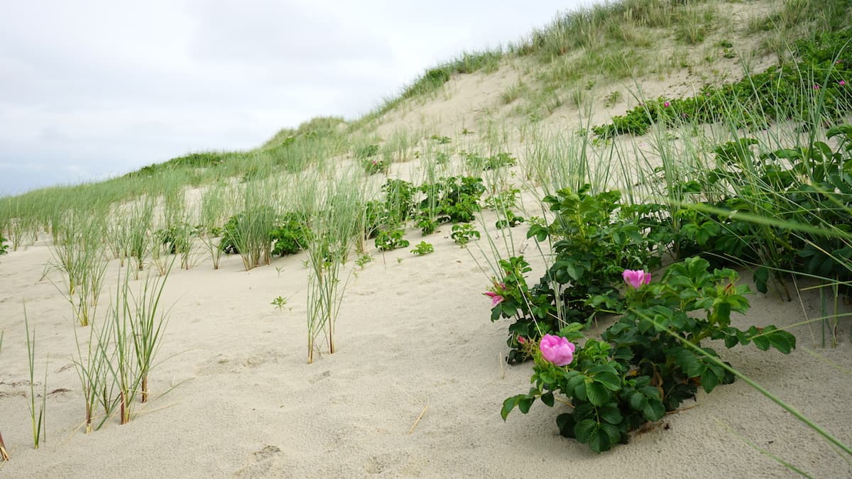 Wangerooge: Kartoffelrose in den Dünen – Foto: Beate Ziehres