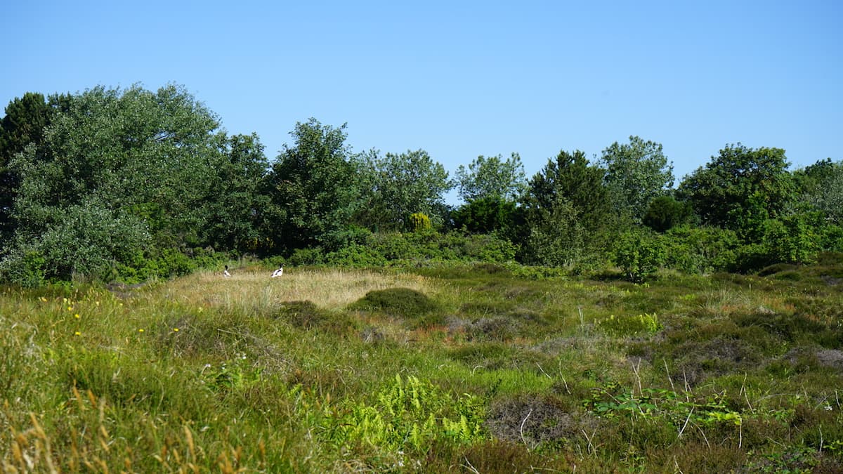 Wangerooge: in der Heide – Foto: Bate Ziehres