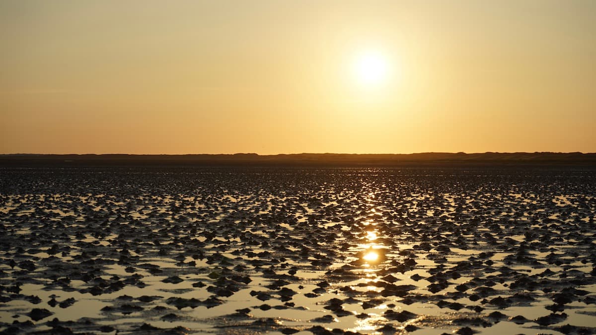 Wangerooge: Sonnenuntergangsstimmung im Watt – Foto: Beate Ziehres