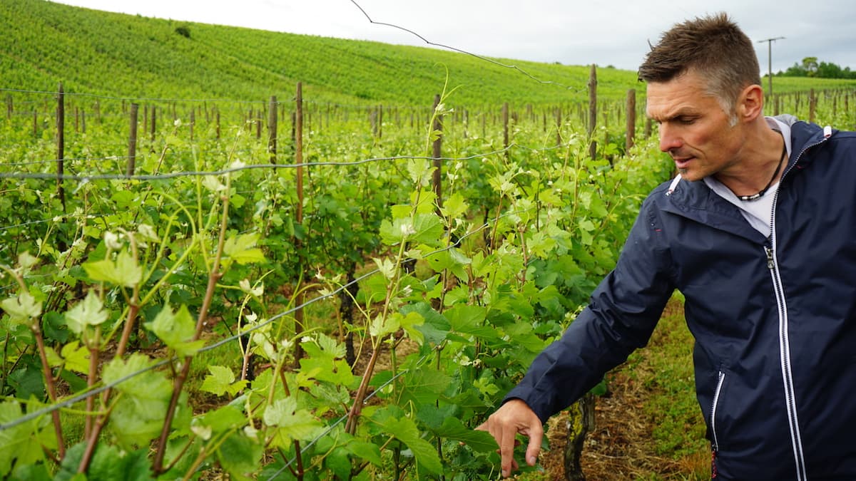 Weinstraße Taubertal: Michael Spies erklärt: In Beckstein steht der Wein während unseres Besuchs in Blüte. Foto: Beate Ziehres