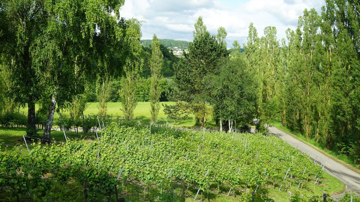 Weinstraße Taubertal, Weingut Benz, Beckstein. Foto: Beate Ziehres