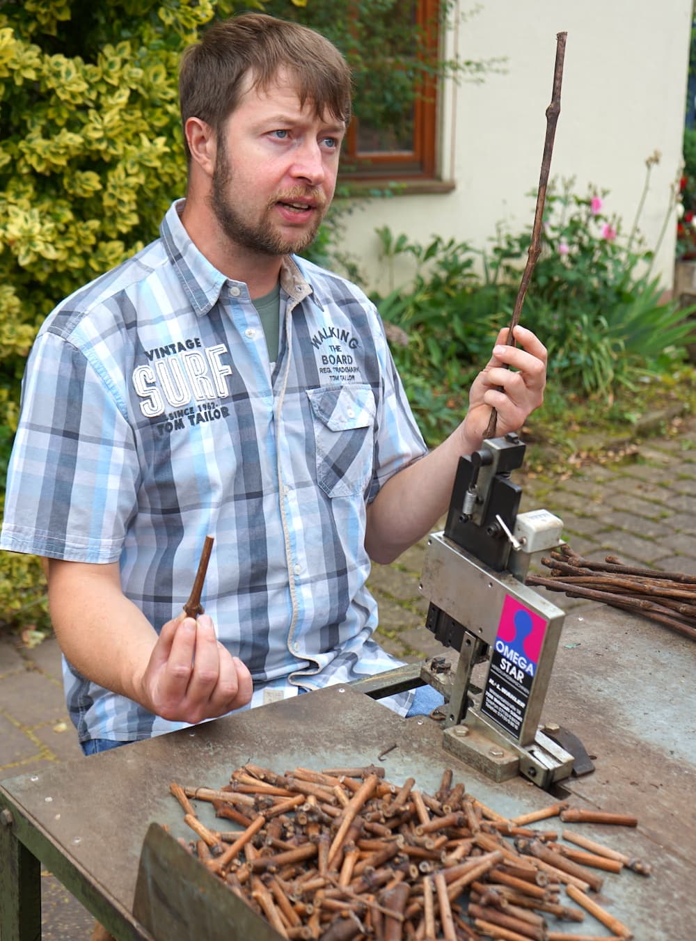 Weinstraße Taubertal, Dertingen: Martin Friedrich demonstriert die Rebenveredelung. Foto: Beate Ziehres