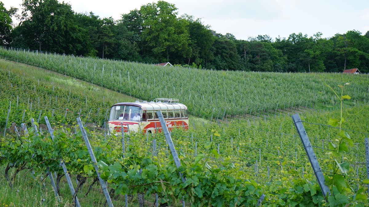 Weinstraße Taubertal: Mit dem Oldtimerbus in den Weinbergen. Foto: Beate Ziehres