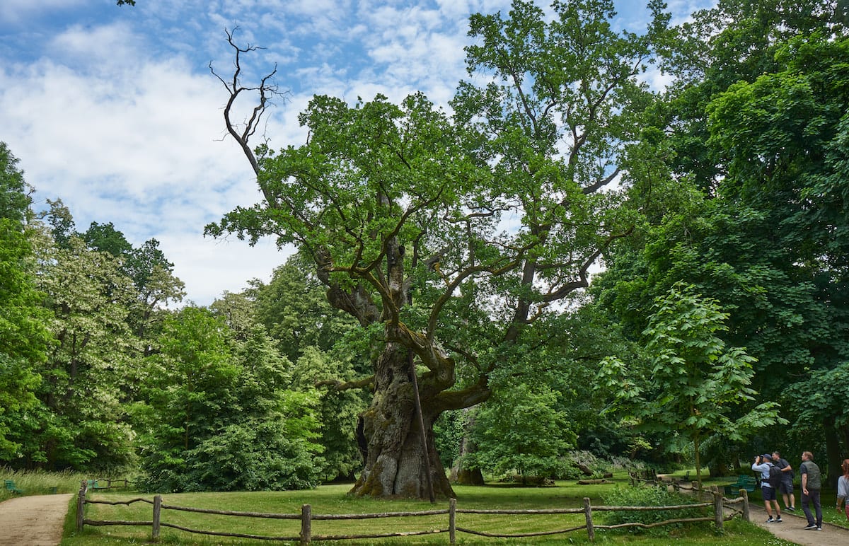 800-jährige Eichen von Rogalin. Foto: Beate Ziehres, Reiselust-Mag